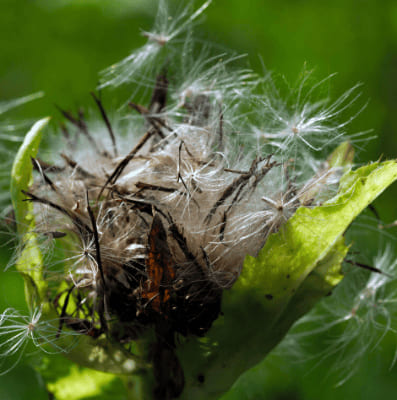Achenes, Ranunculaceae Family Plants List