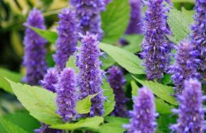 Agastache