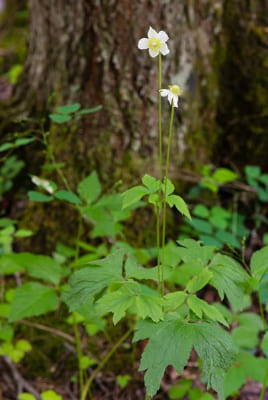 Anemone virginiana var