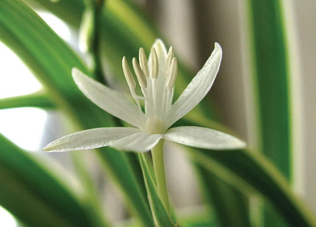 Flowers and reproduction Asparagaceae