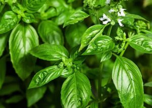 Basil