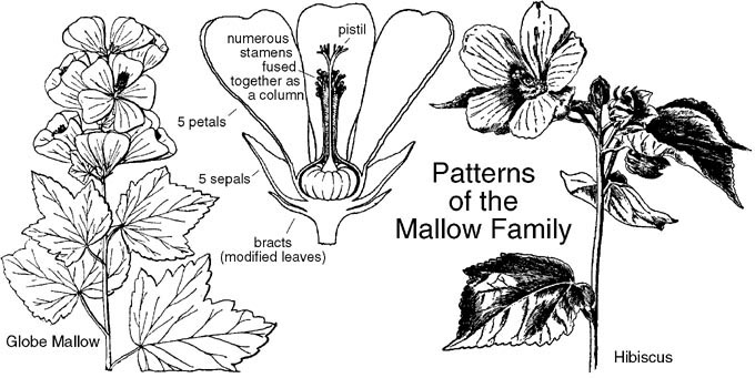 Botanical characteristics of Malvaceae, Plant of the Mallow Family