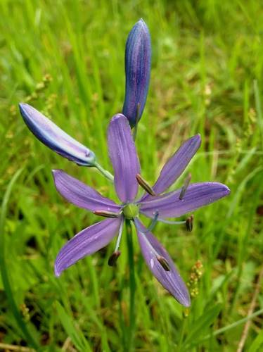 Camassia quamash ssp. Maxima – Common Camas.