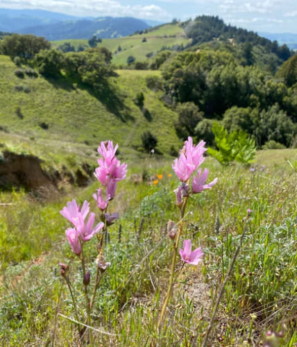 Sidalcea Checkermallow
