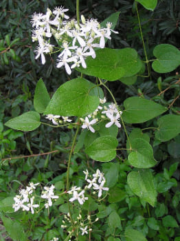 Clematis Terniflora