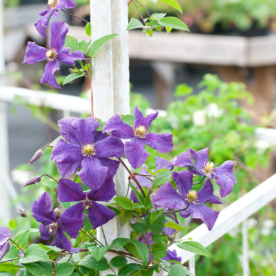Clematis