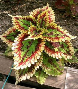Coleus