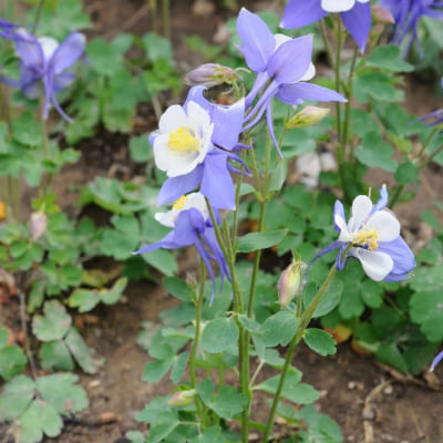 Columbines