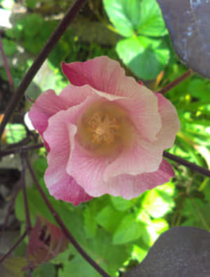 Cotton (Gossypium spp) Plant of the Mallow Family