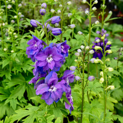 Delphiniums