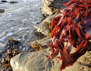 Dulse