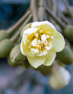 Durian (Durio zibethinus), Plant of the Mallow Family