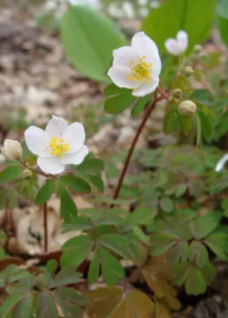 Enemion Biternatum