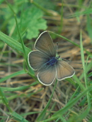 Fenders-blue-butterfly