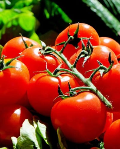 Foods with high histamine, Tomatoes