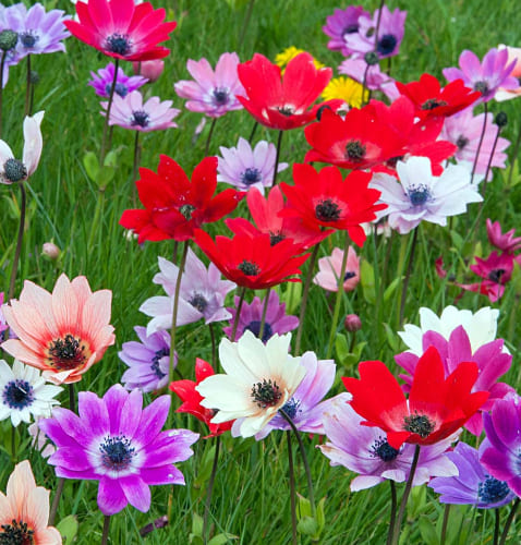 Garden Anemone