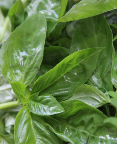 Histamine Releasing Foods, Basil