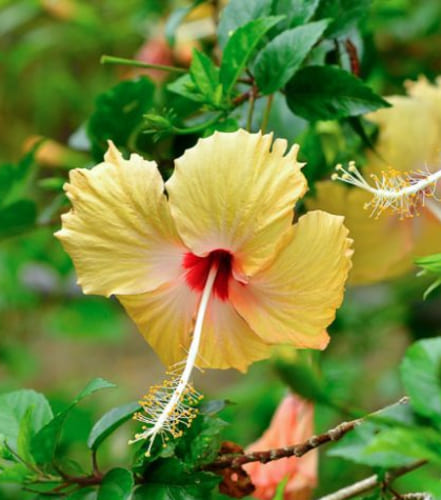 Hibiscus