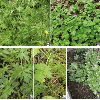 Types of leaves Ranunculaceae