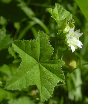 Malvaceae, Plant of the Mallow Family