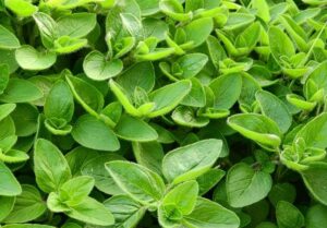 Marjoram