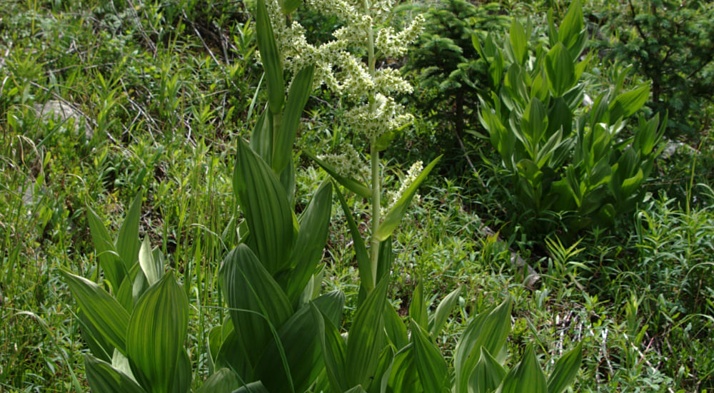 Melanthiaceae