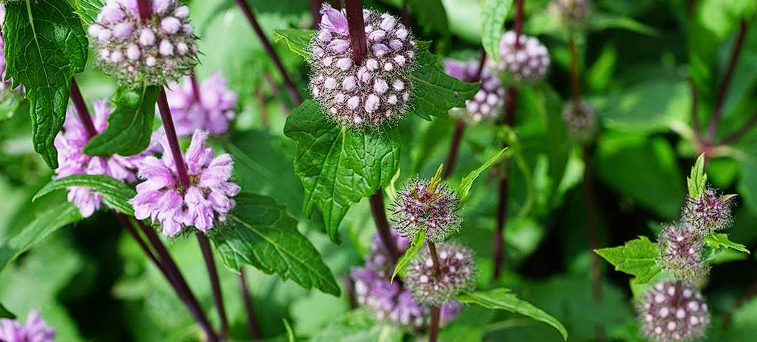 Mentha pulegium (Pennyroyal)