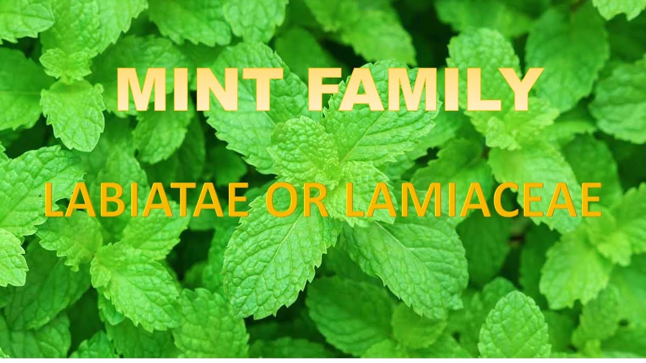 Mint family plant identification 1