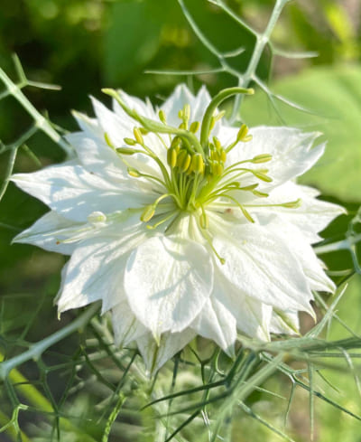 Nigella