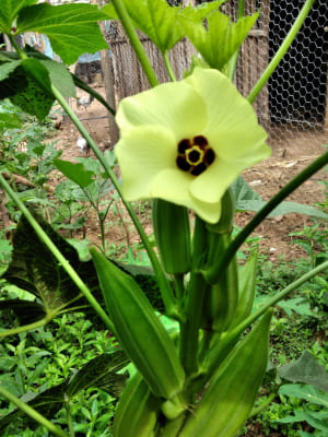 Okra (Abelmoschus) Plant of the Mallow Family