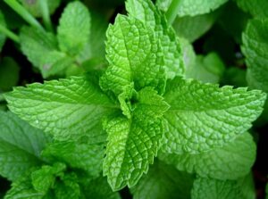 Peppermint