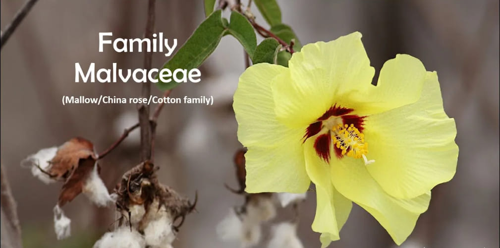Plant of the Mallow Family