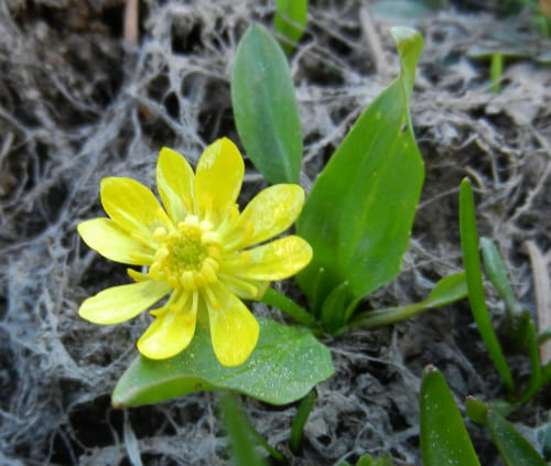 Plantain-leaved Buttercup, Ranunculaceae Family Plants List