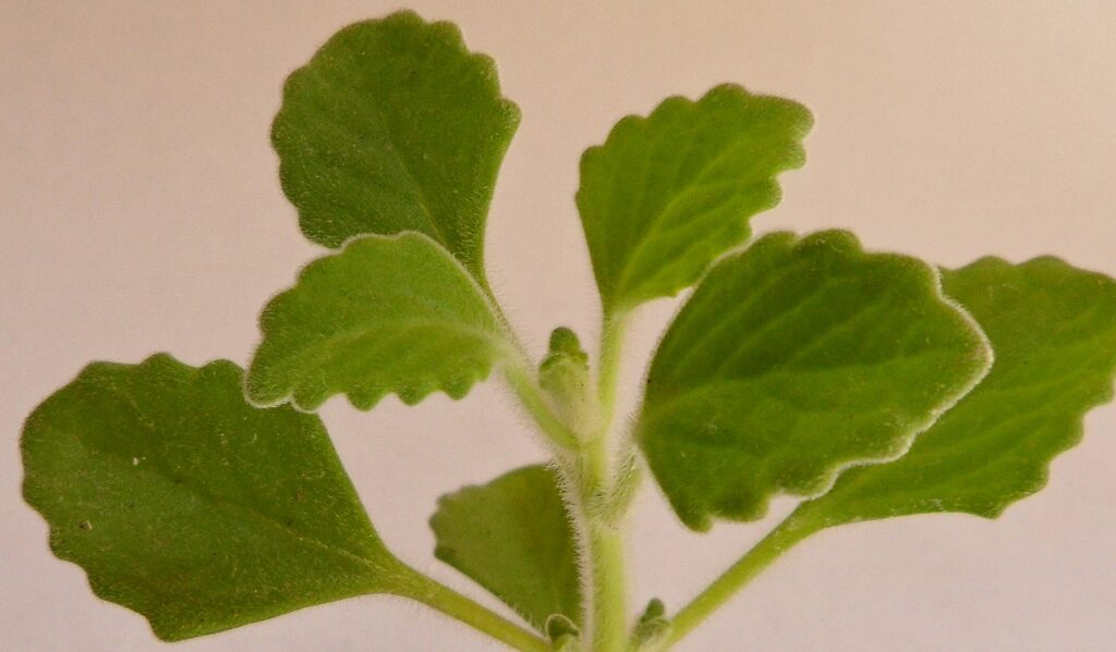 Plectranthus hadiensis (Menthol)