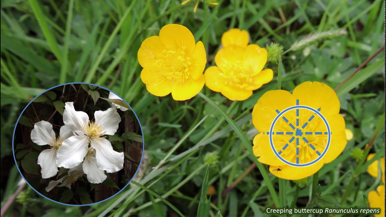 Ranunculaceae Family Plants List