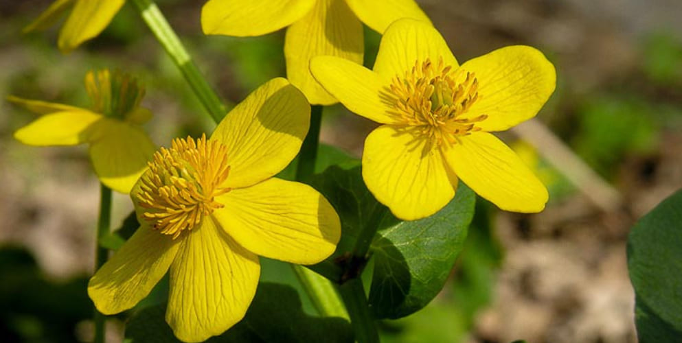 Ranunculaceae –  Buttercup Family