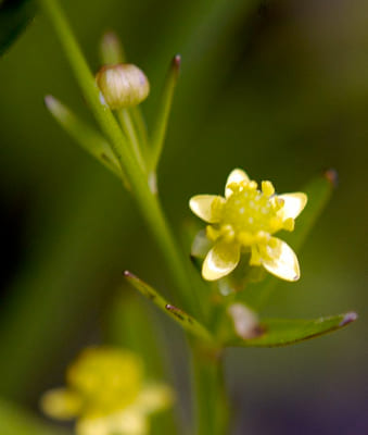 Ranunculus Abortivus