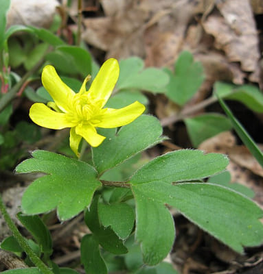 Ranunculus Fascicularis
