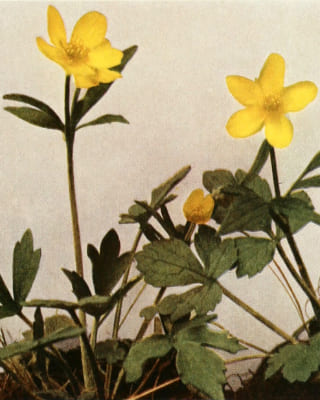 Ranunculus Hispidus