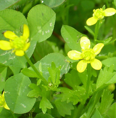 Ranunculus Parviflorus