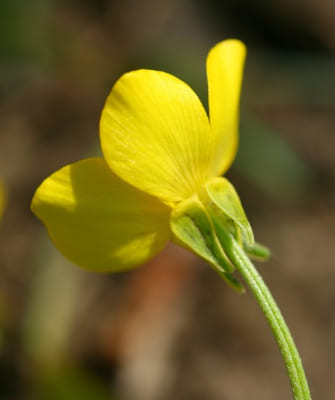 Ranunculaceae Family Plants Li, stRanunculus Sardous fresh