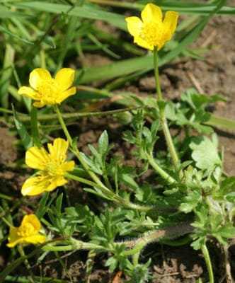 Ranunculus Sardous, Ranunculaceae Family Plants List