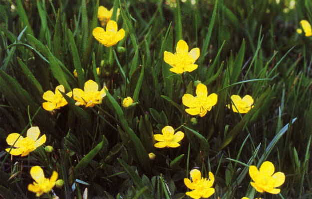 Ranunculus alismifolius, Ranunculaceae Family Plants List
