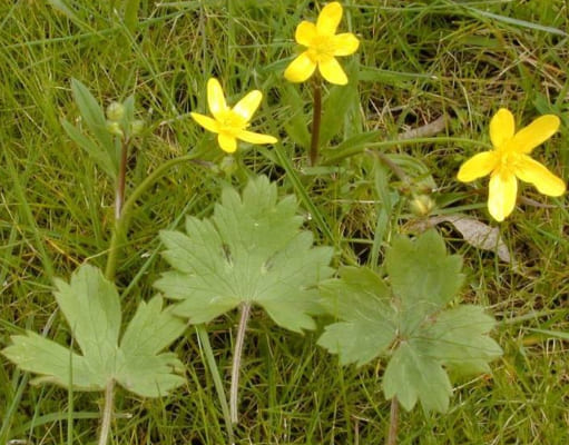 Ranunculus Occidentalis, Ranunculaceae Family Plants List