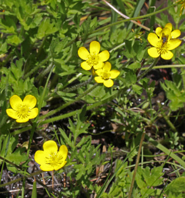 Ranunculus orthorhynchus var, Ranunculaceae Family Plants List