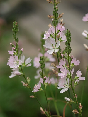 Sidalcea Campestris