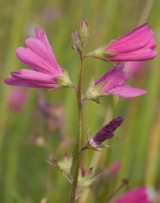 Sidalcea Virgata