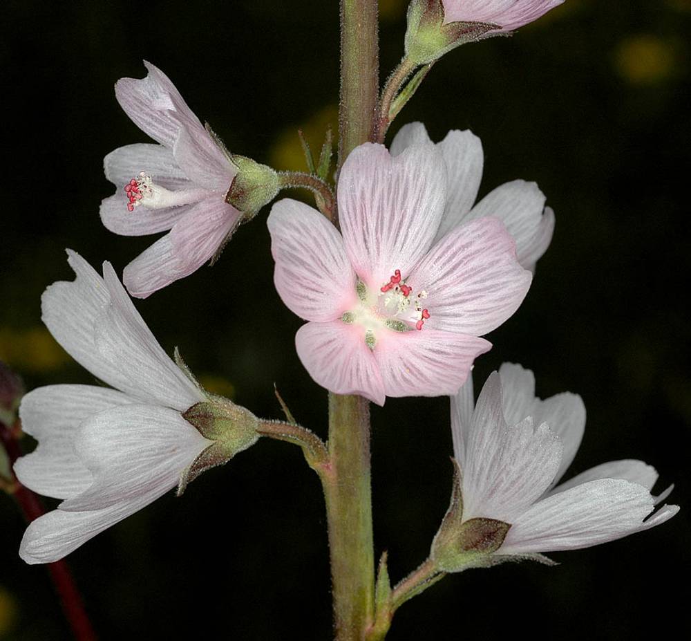 Sidalcea malvaeflora – Rose Checkermallow