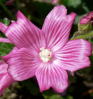Sidalcea, Plant of the Mallow Family
