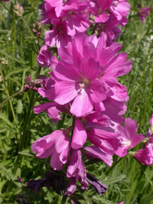 Sidalcea_Nelsoniana, Plant of the Mallow Family